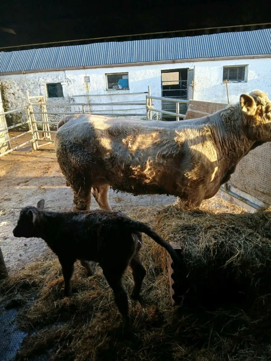 Charolais springer - Image 1
