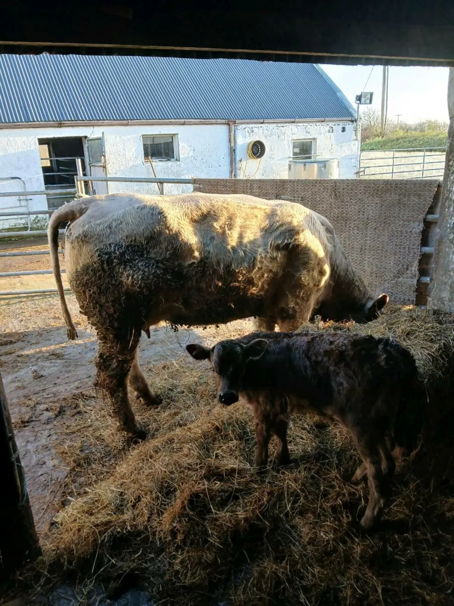 Charolais springer - Image 2