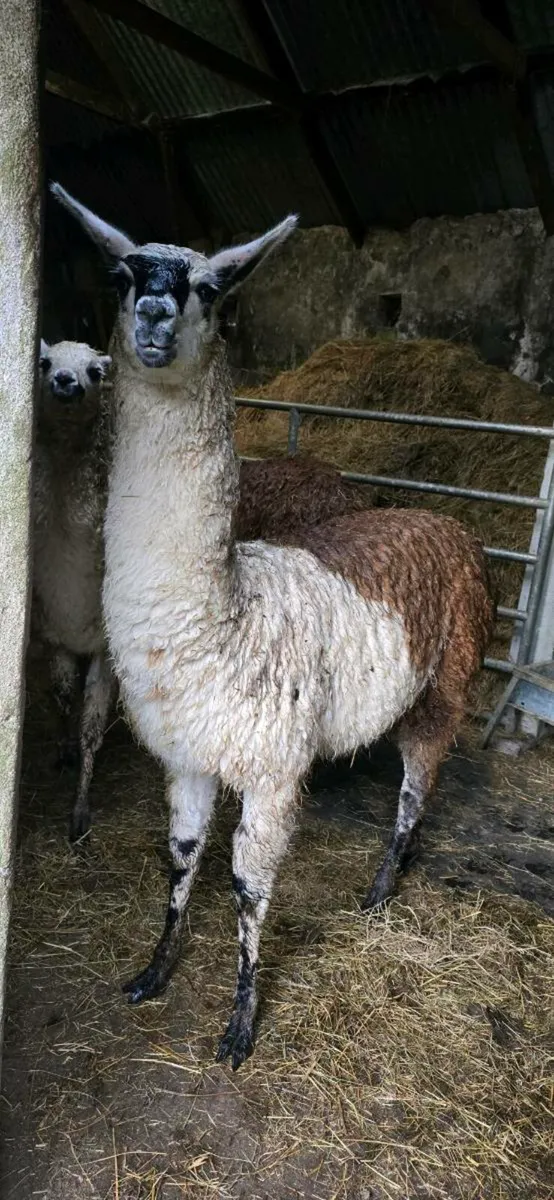 Llama - Image 4