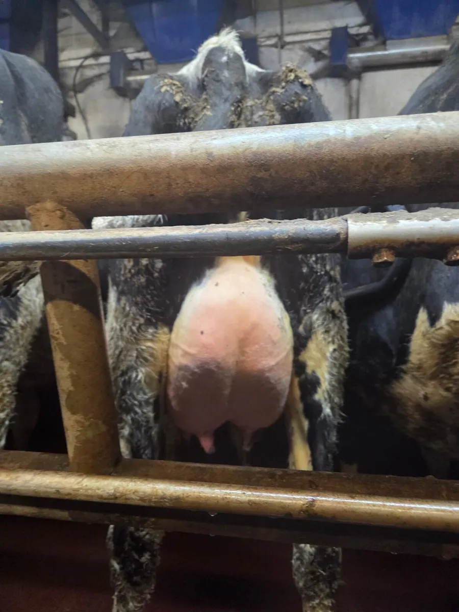 Calved heifer - Image 2