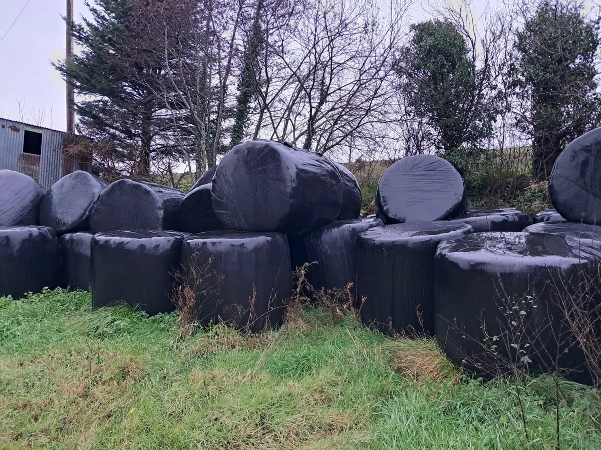 Silage - Image 3