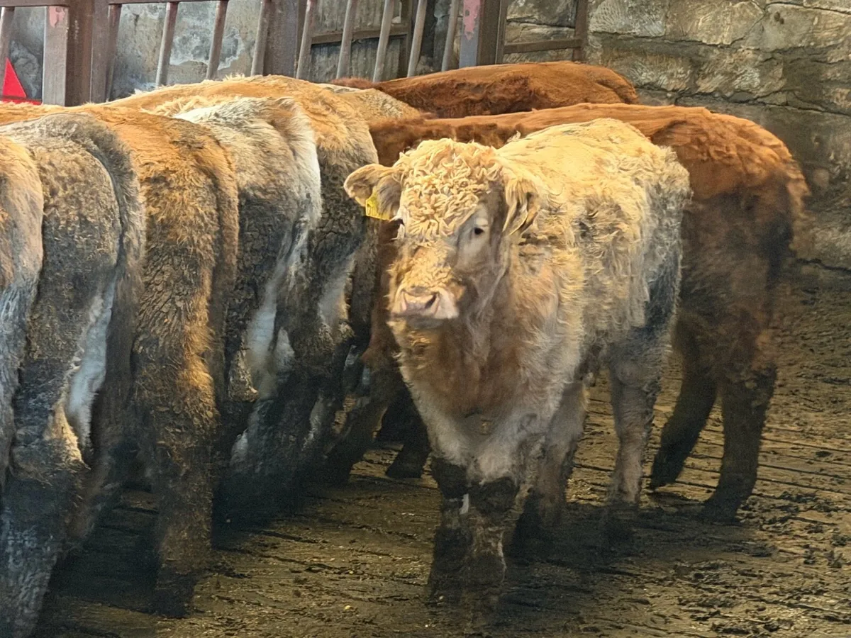 Top Class West of Ireland Suckler Bull Calves - Image 1