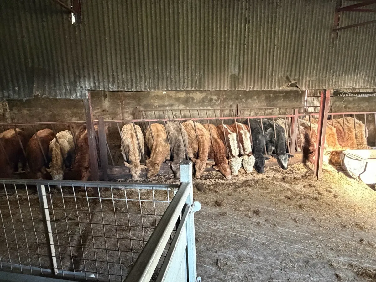 Top Class West of Ireland Suckler Bull Calves - Image 2