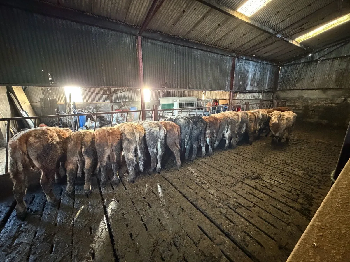 Top Class West of Ireland Suckler Bull Calves - Image 3
