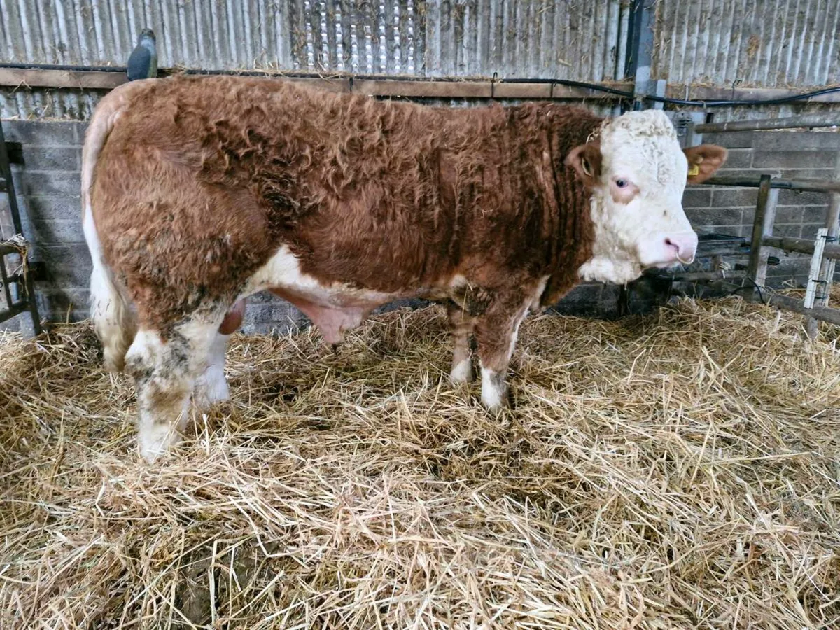 Pedigree Simmental Bull - Image 1