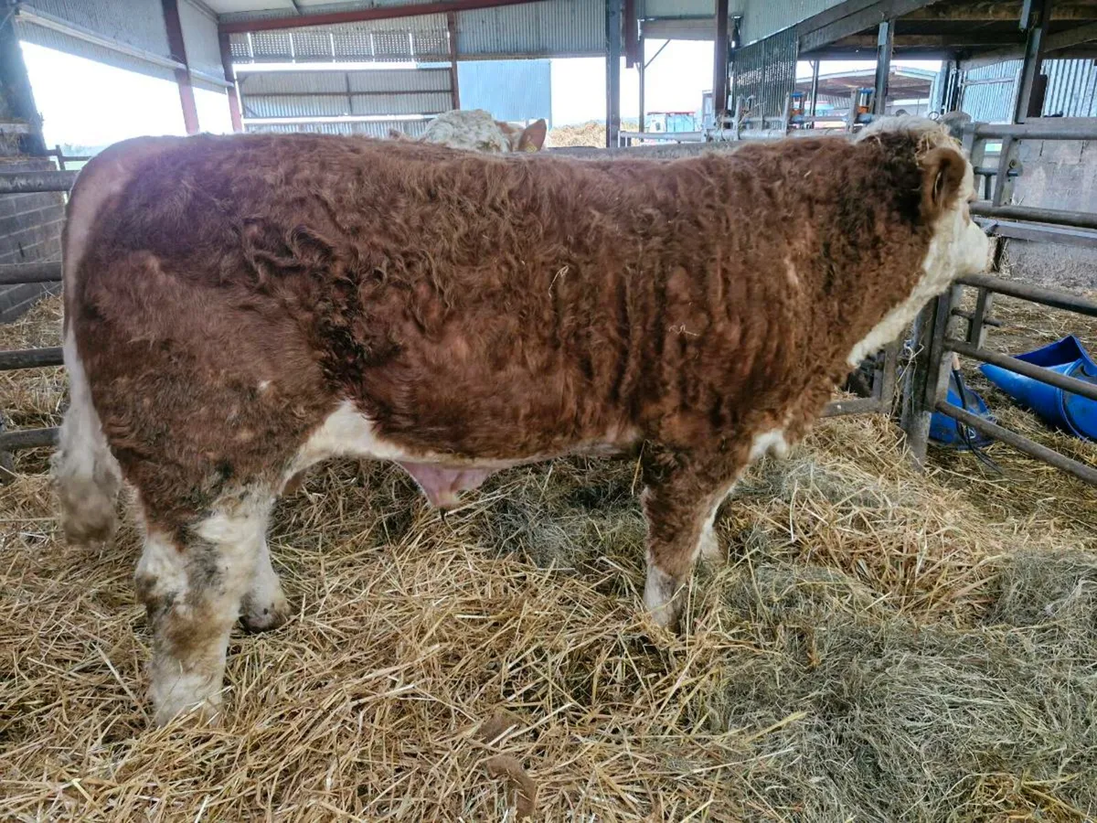Pedigree Simmental Bull - Image 4