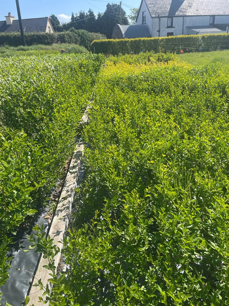 Mature Bare root hedging - Image 2