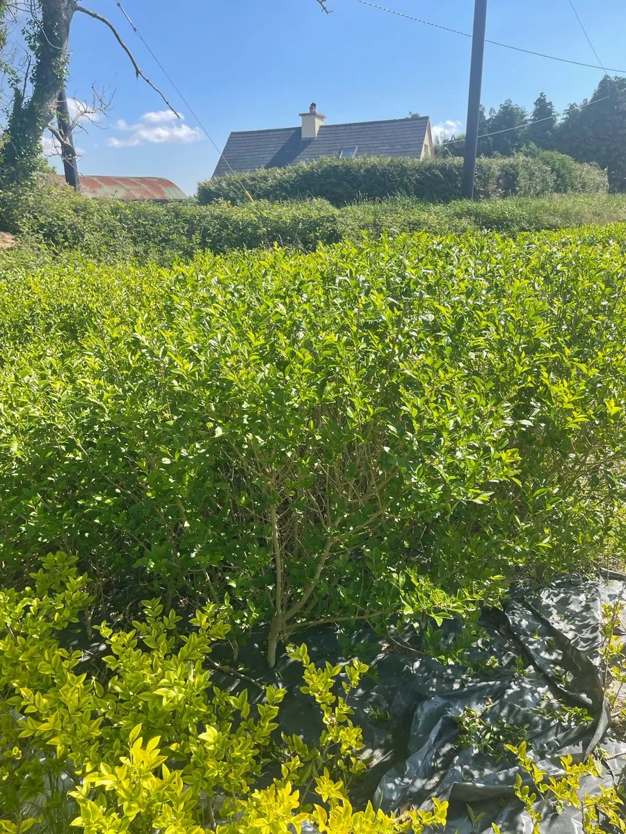 Mature Bare root hedging - Image 3