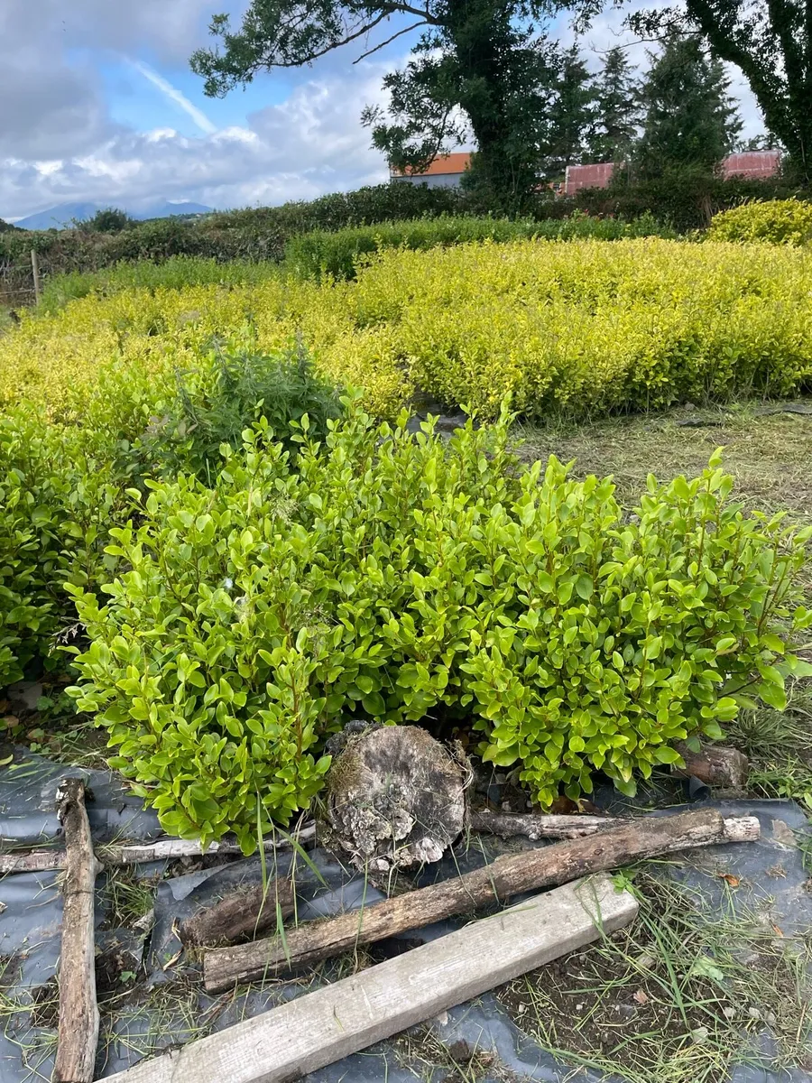 Mature Bare root hedging - Image 4