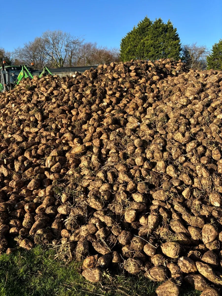 Sugar beet - Image 1