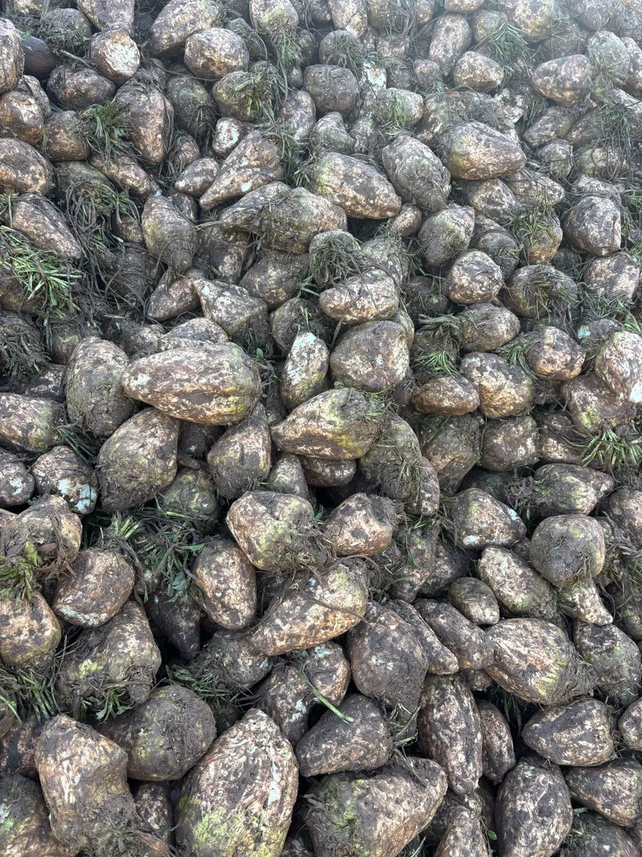 Sugar beet - Image 4