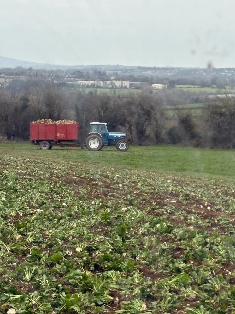 Magnum Fodder Beet, Wheaten Straw - Image 4