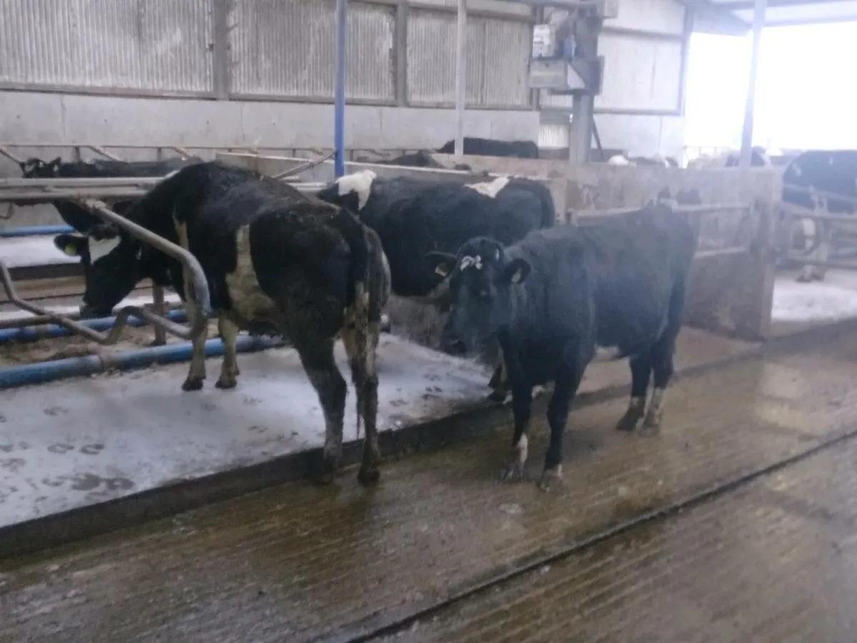 Incalf heifers - Image 3