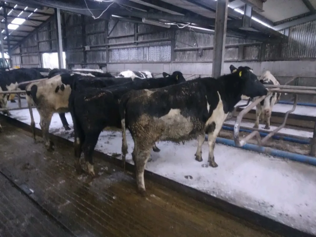 Incalf heifers - Image 2