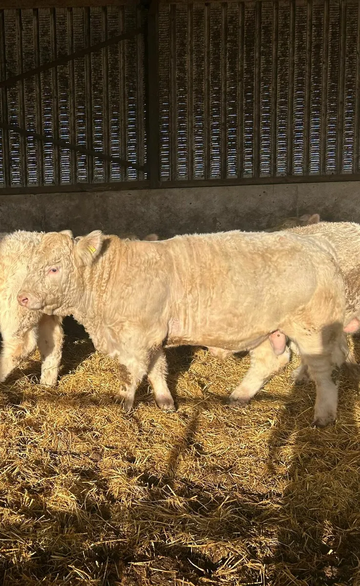 Selection of Full French Pedigree Charolais Bulls - Image 1