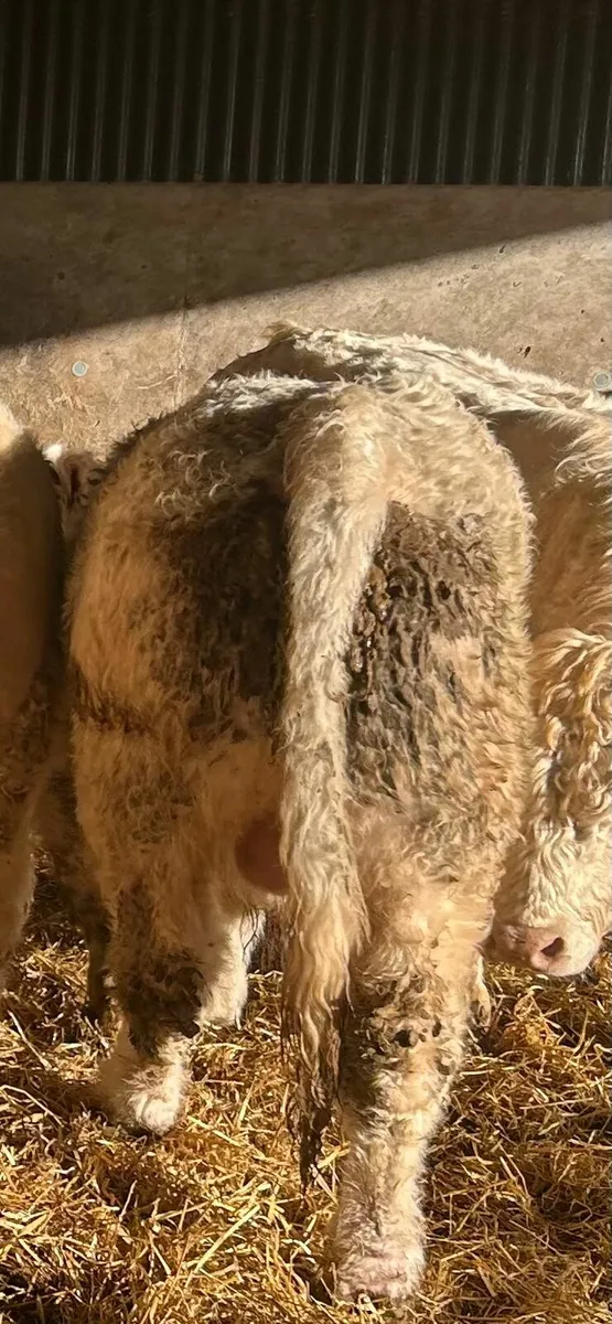Selection of Full French Pedigree Charolais Bulls - Image 3