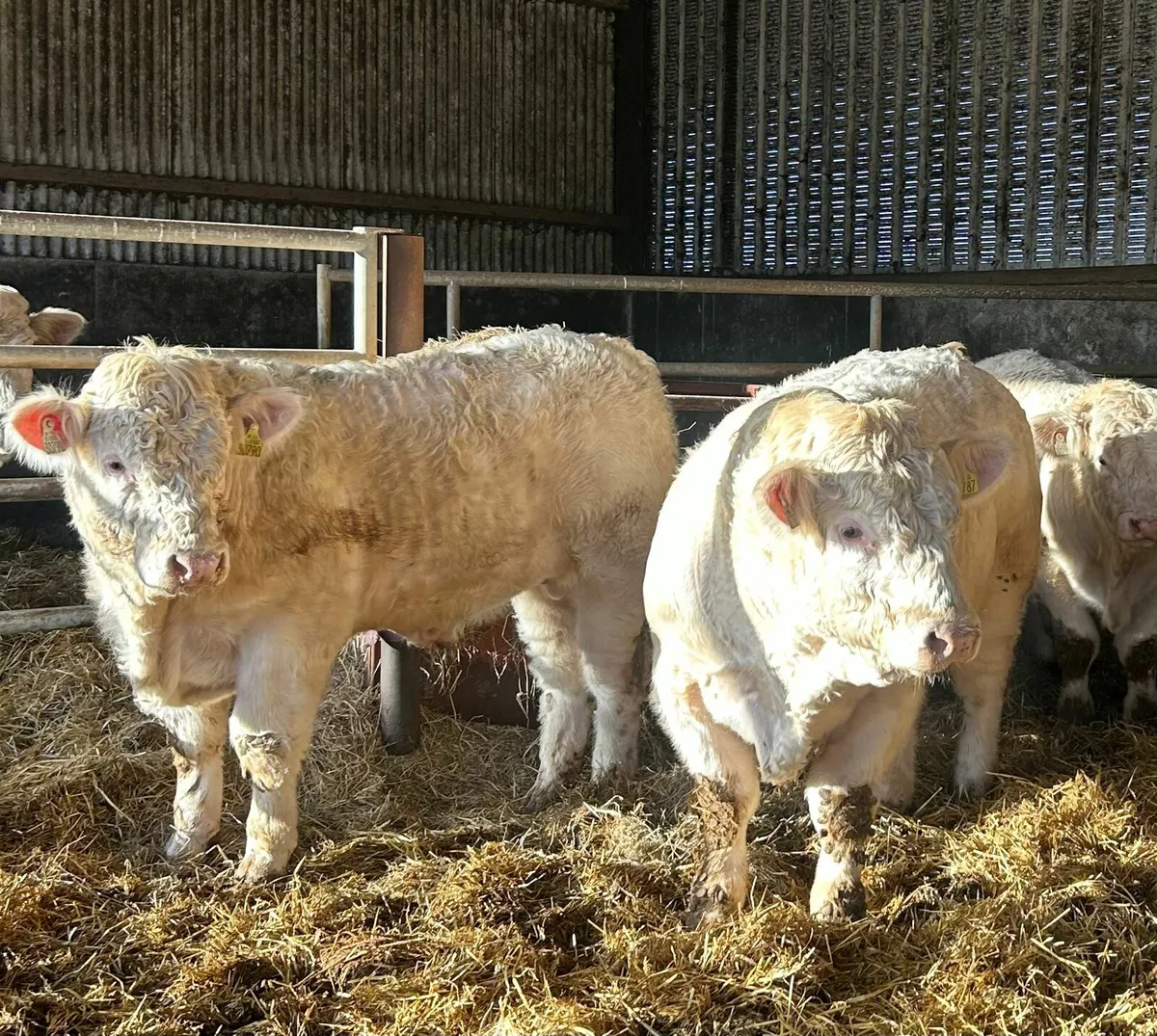 Selection of Full French Pedigree Charolais Bulls - Image 2