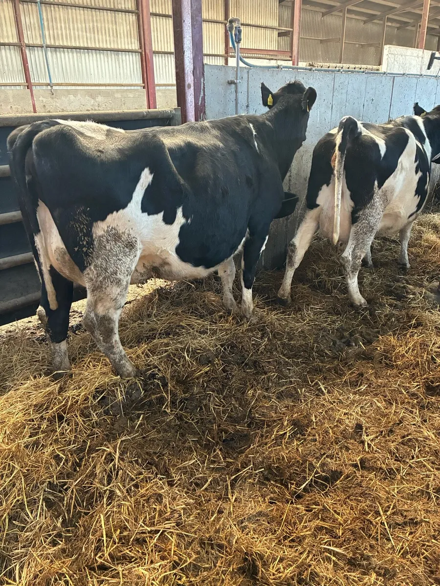 15 milking cows for sale - Image 2