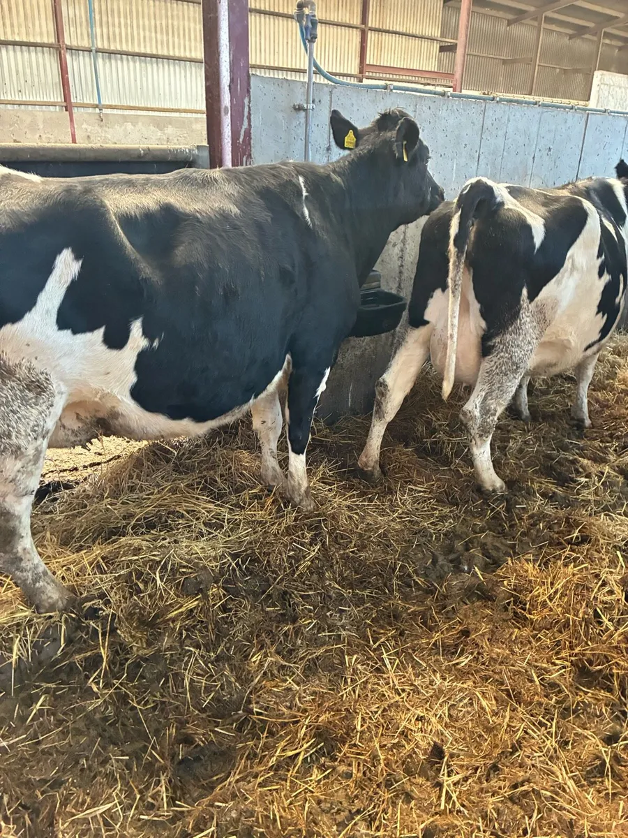 15 milking cows for sale - Image 3