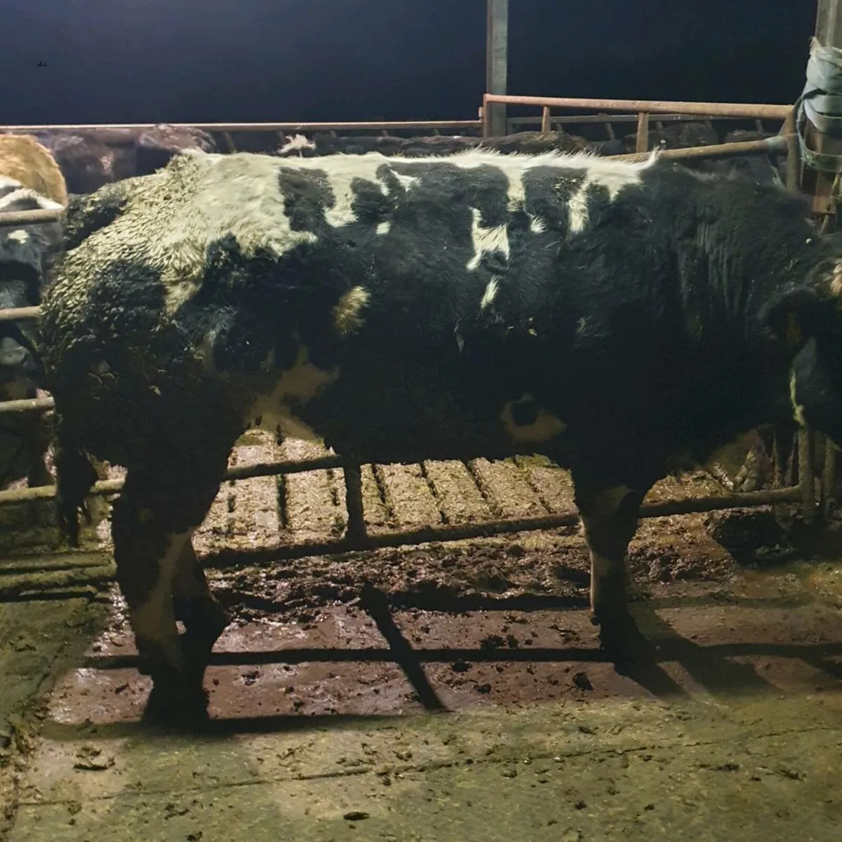 Pedigree Belgian blue embryos - Image 2