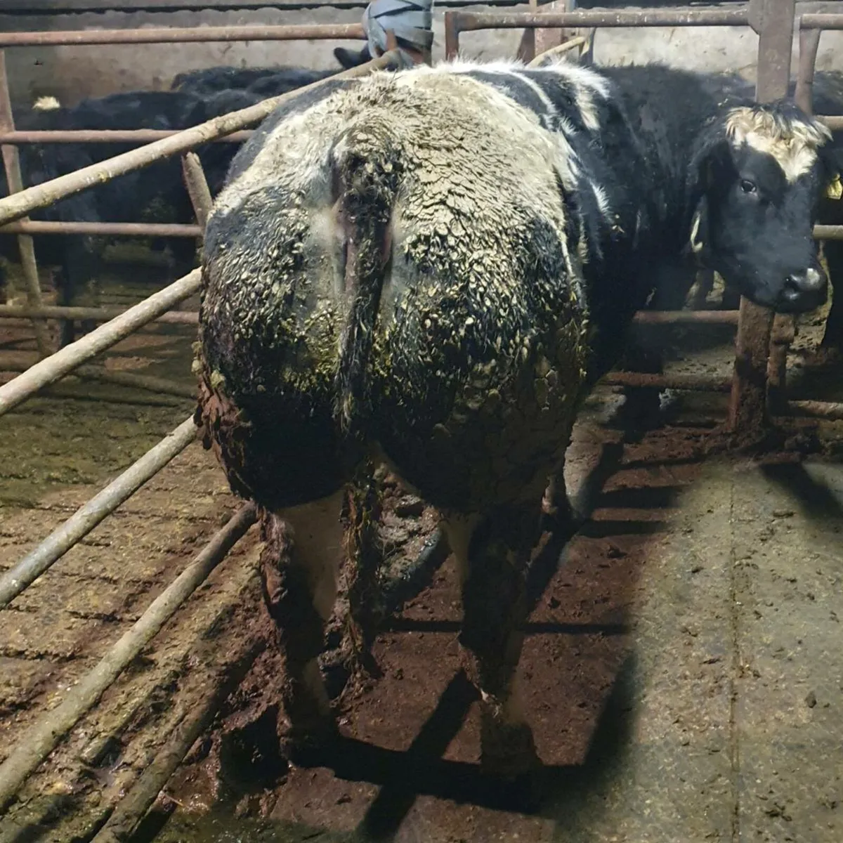 Pedigree Belgian blue embryos - Image 3