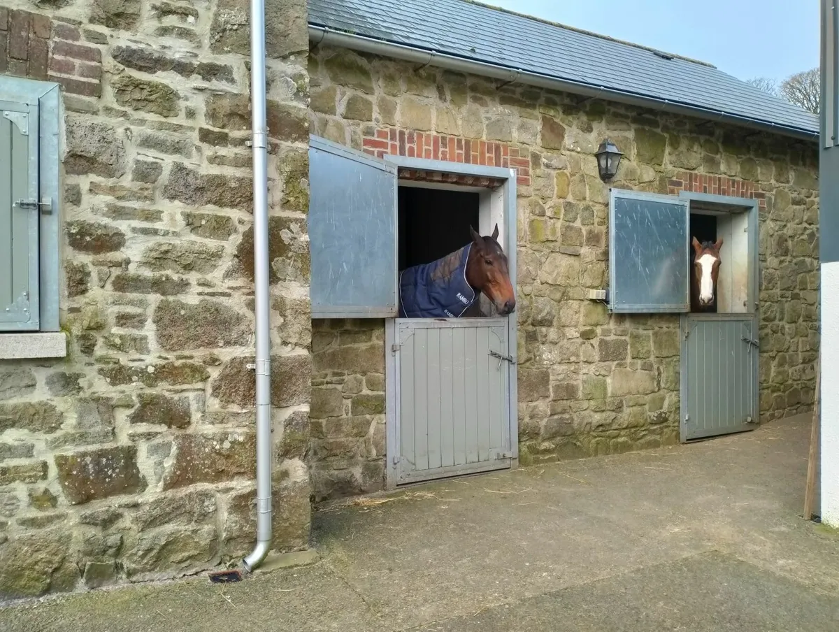 4 livery space available in Ballyhale, Co.Kilkenny - Image 4