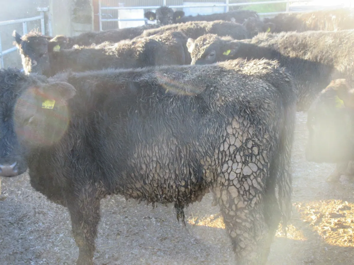 20  aberdeen angus bullocks - Image 4
