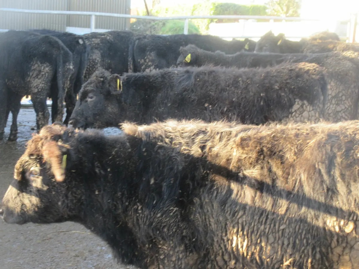 20  aberdeen angus bullocks - Image 3