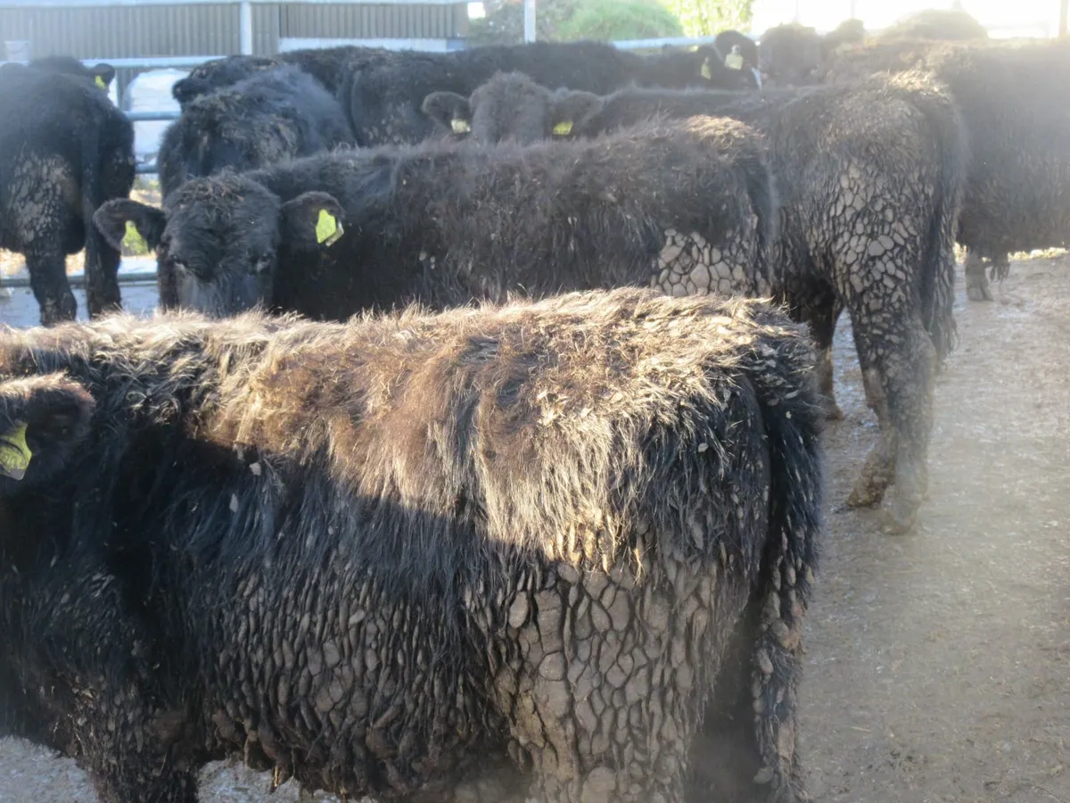 20  aberdeen angus bullocks - Image 1