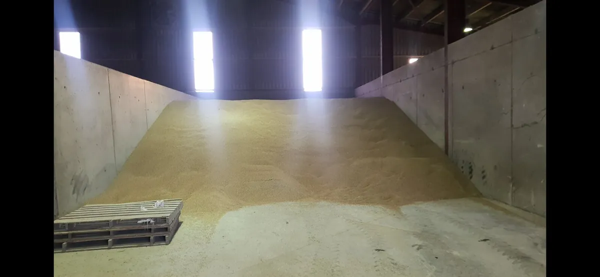 Barley, wheat and oats for sale - Image 2