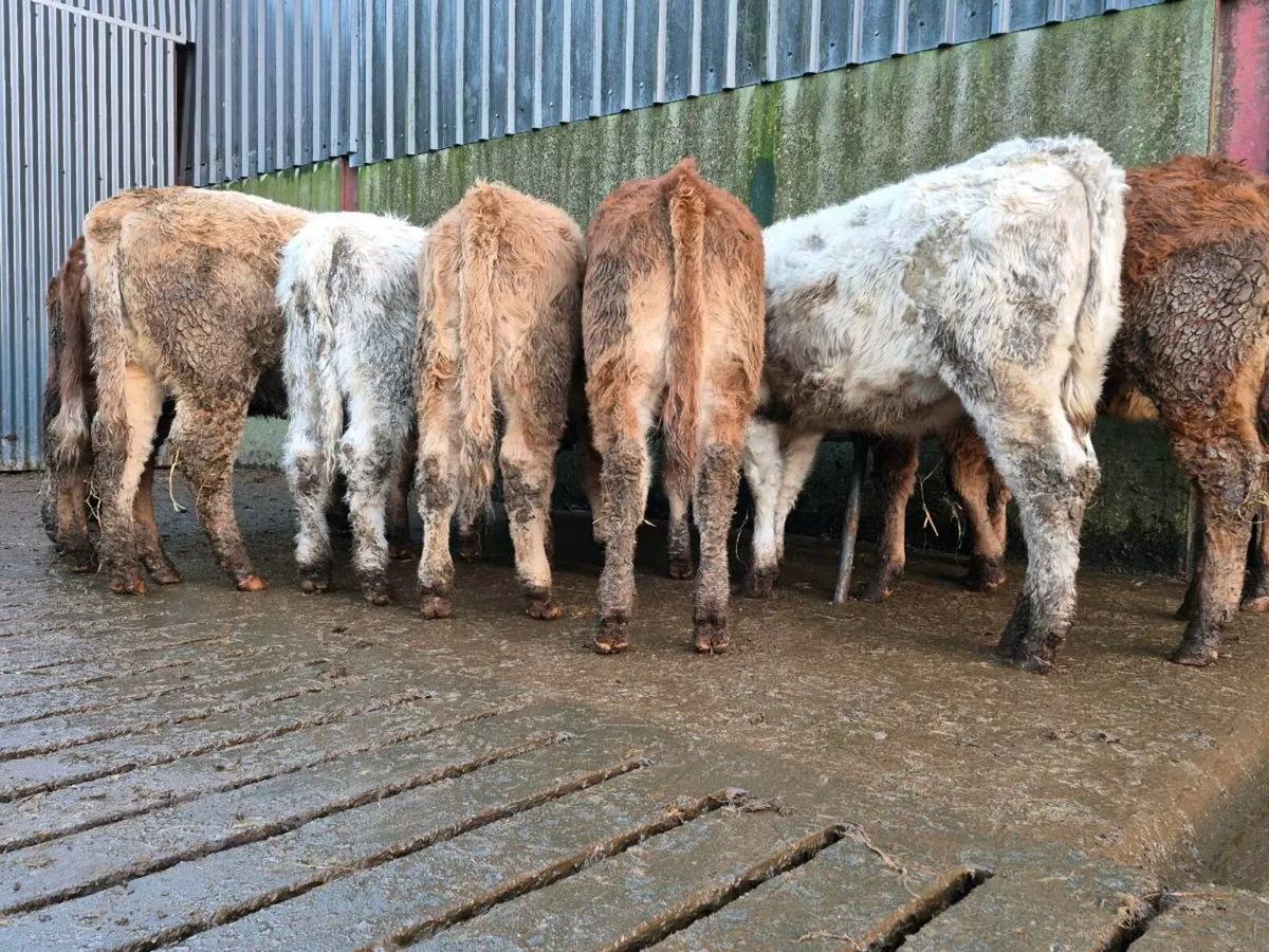 10 Super Heifer Weanlings - Image 1