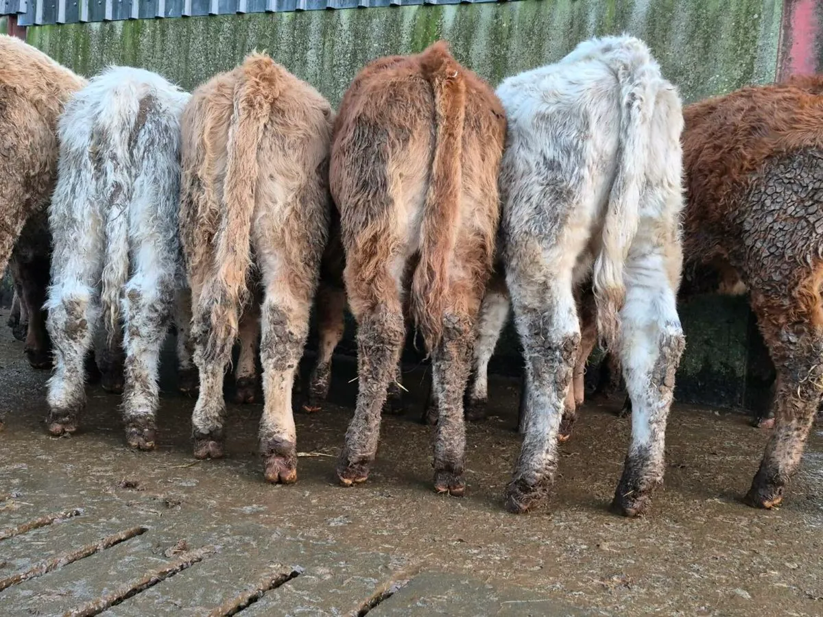 10 Super Heifer Weanlings - Image 3