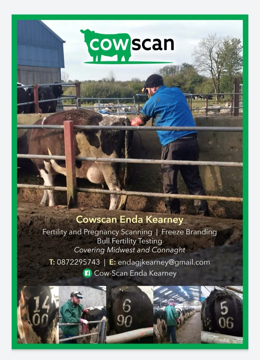 Cattle Scanning and Freeze Branding Service - Image 4