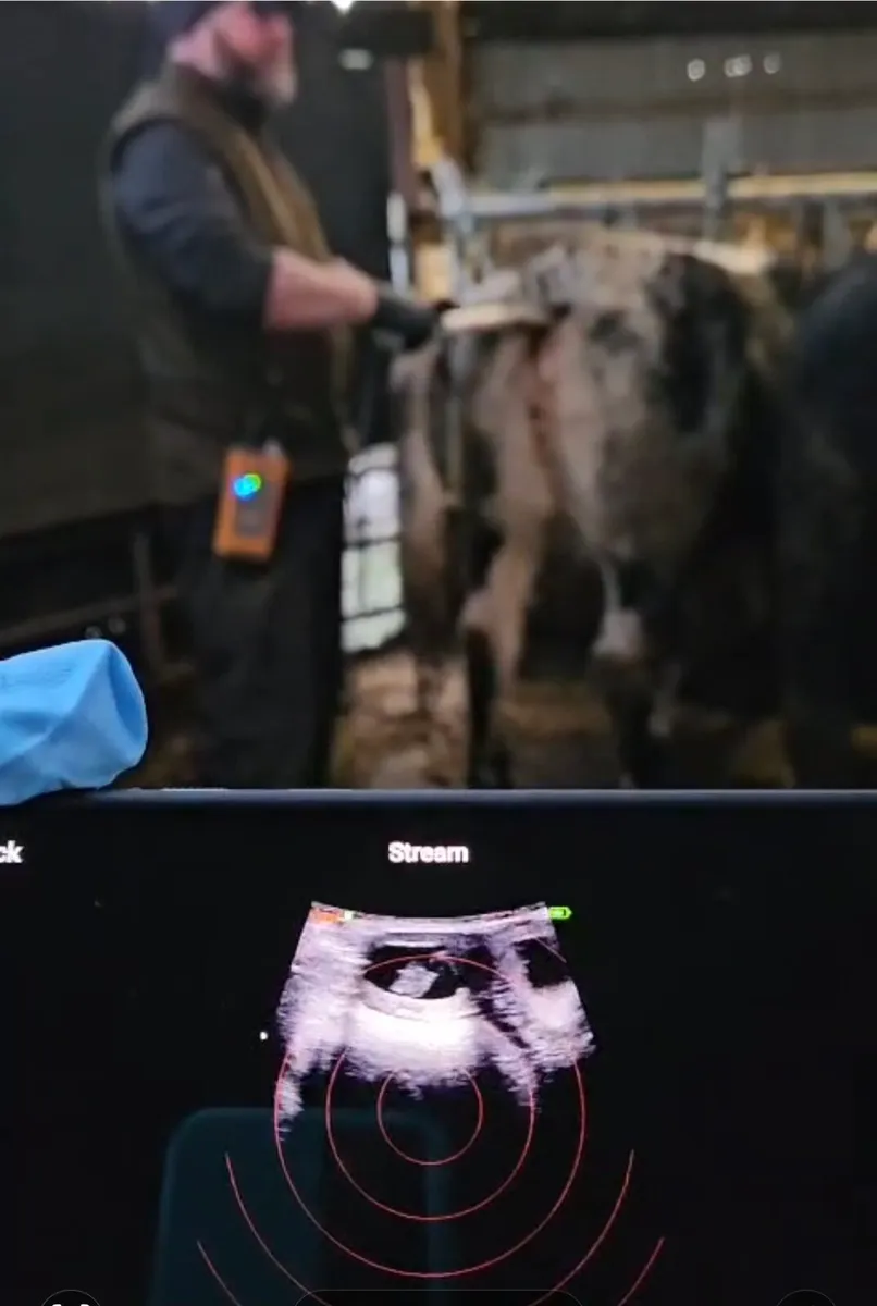 Cattle Scanning - Image 1