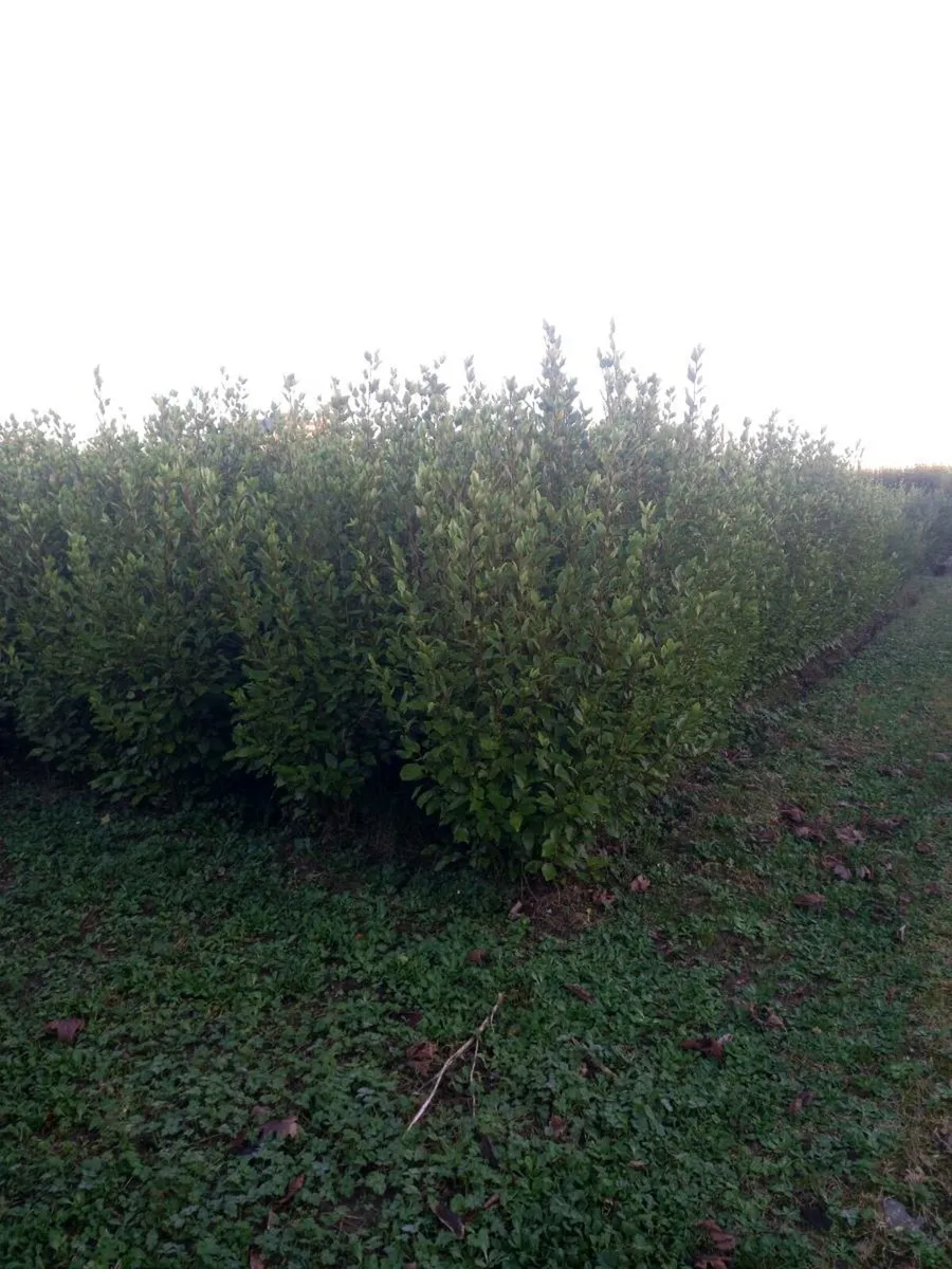 Hedging  plants - Image 4