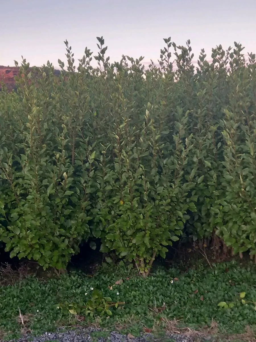 Hedging  plants - Image 2