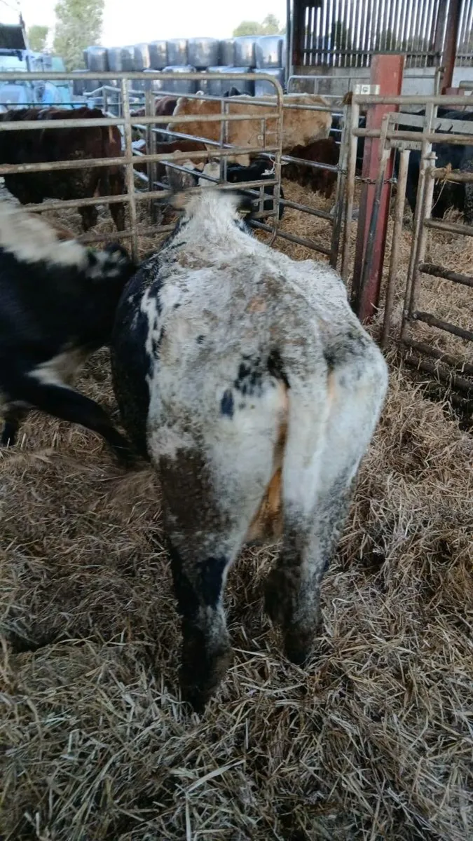 two speckle park in calf cows for sale - Image 2