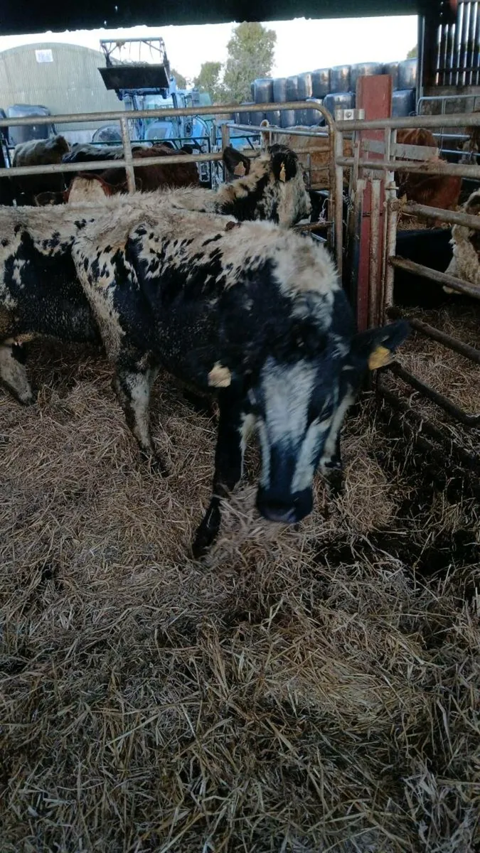 two speckle park in calf cows for sale - Image 1