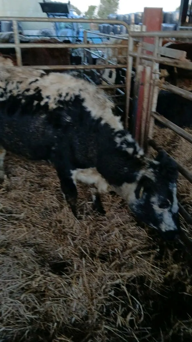 two speckle park in calf cows for sale - Image 4