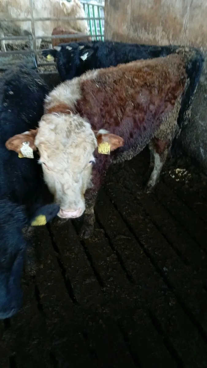 4 bullocks - Image 2