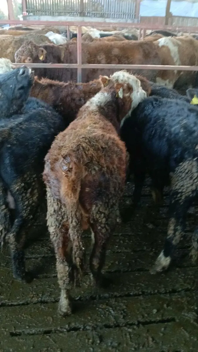 4 bullocks - Image 3