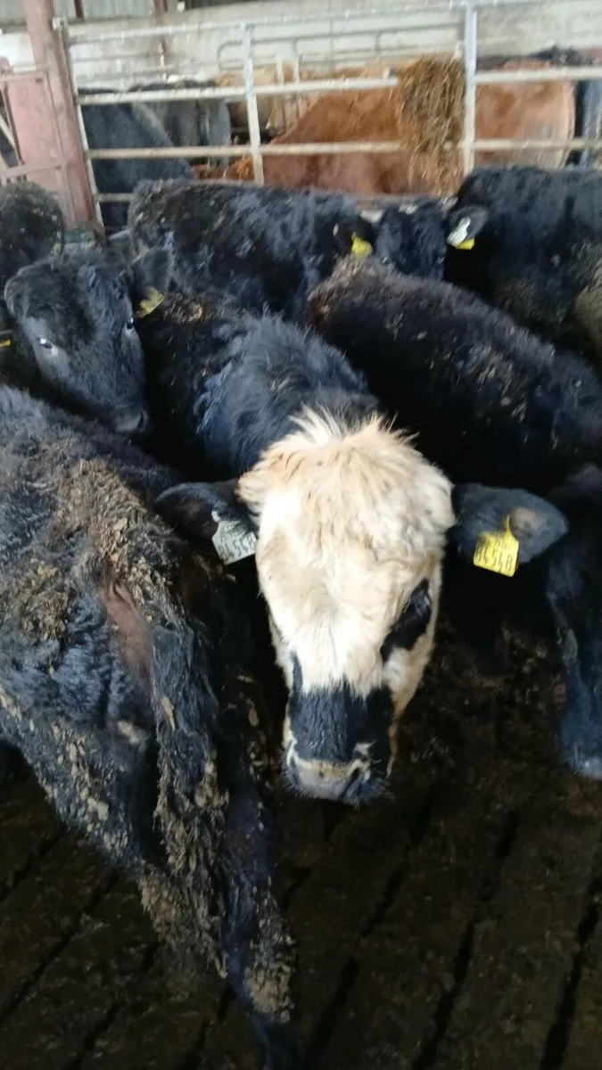 4 bullocks - Image 4