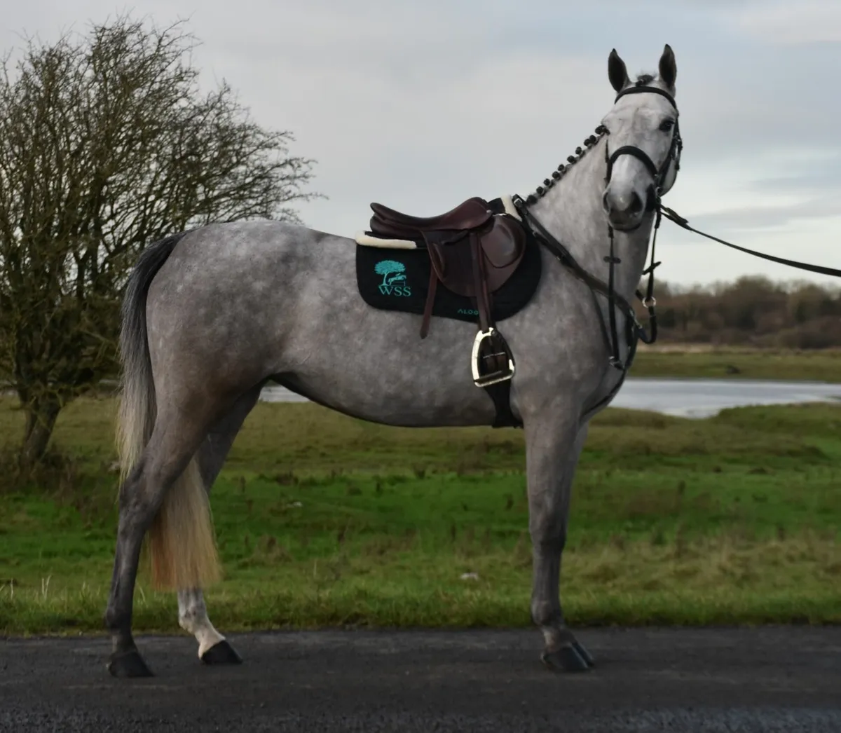 4YO 148 SHOWJUMPING SUPERSTAR - FAB TEMPERAMENT - Image 4