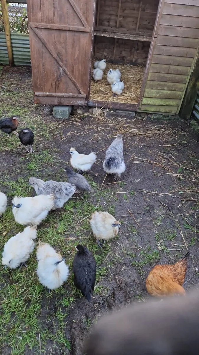 Jersey giants, silkies - Image 1