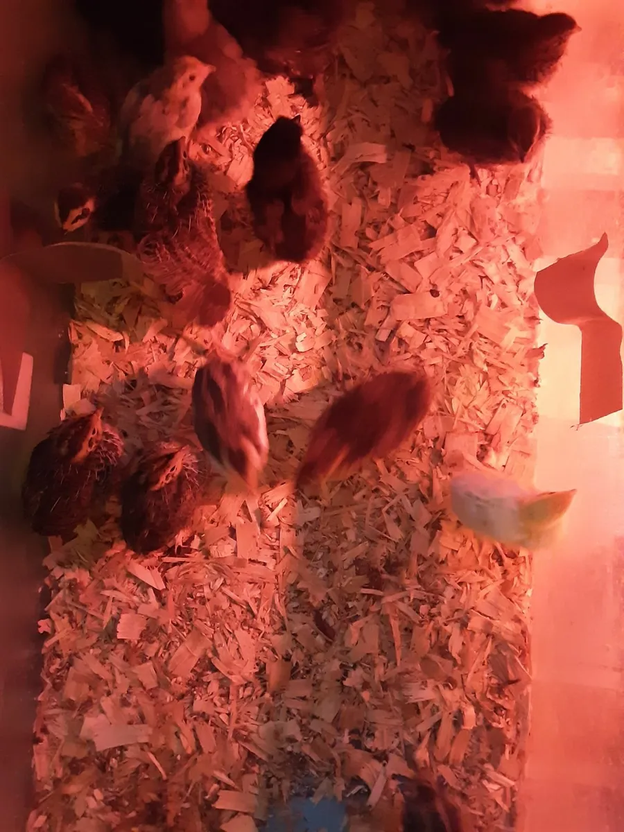 Quail chicks - Image 1