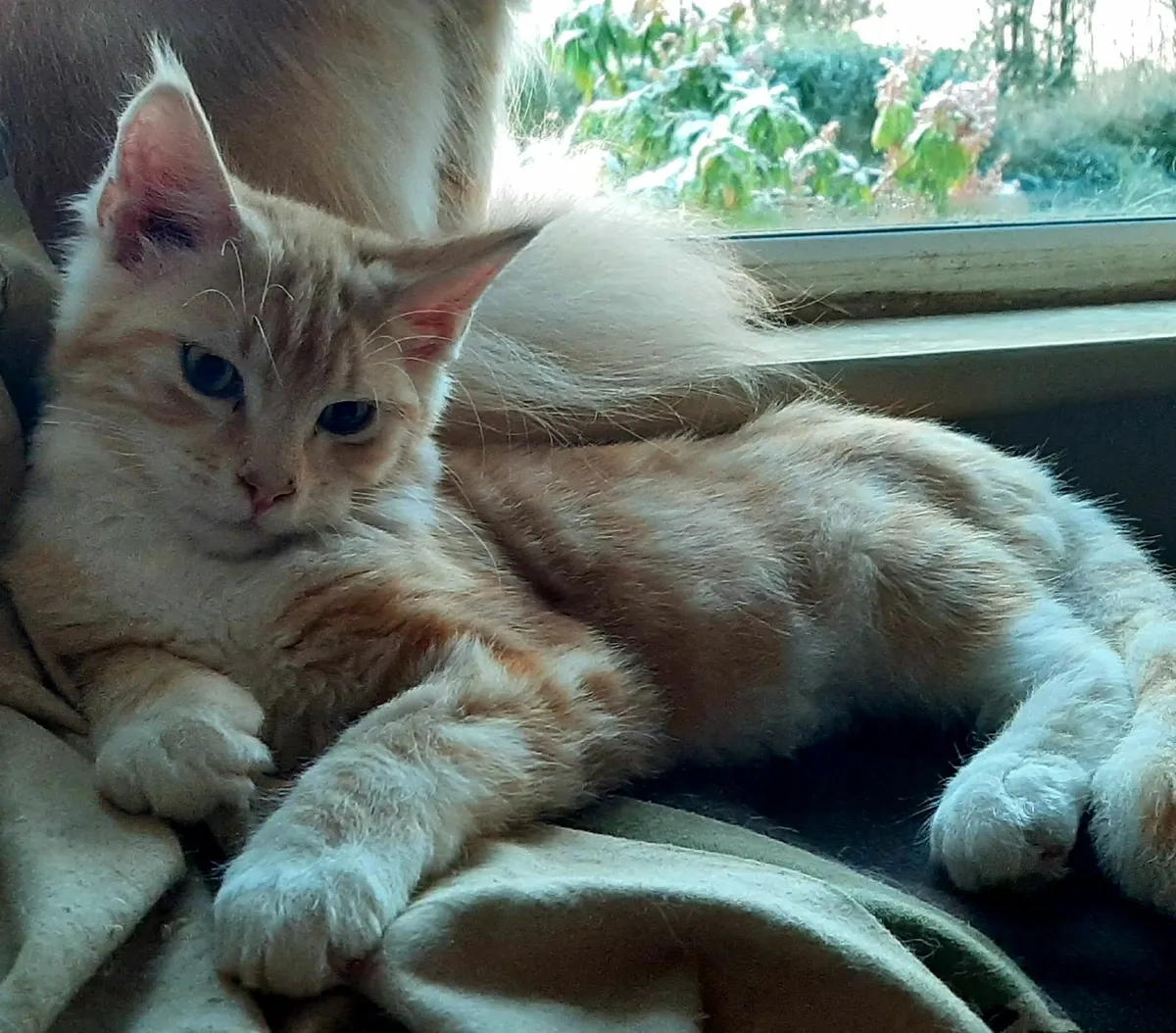 Maine Coon kittens - Image 2