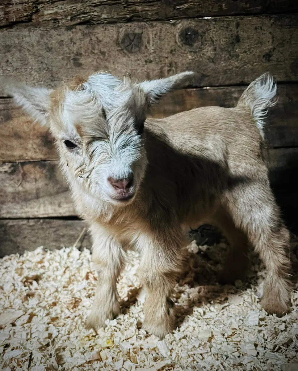 Pygmy Goats - Image 3