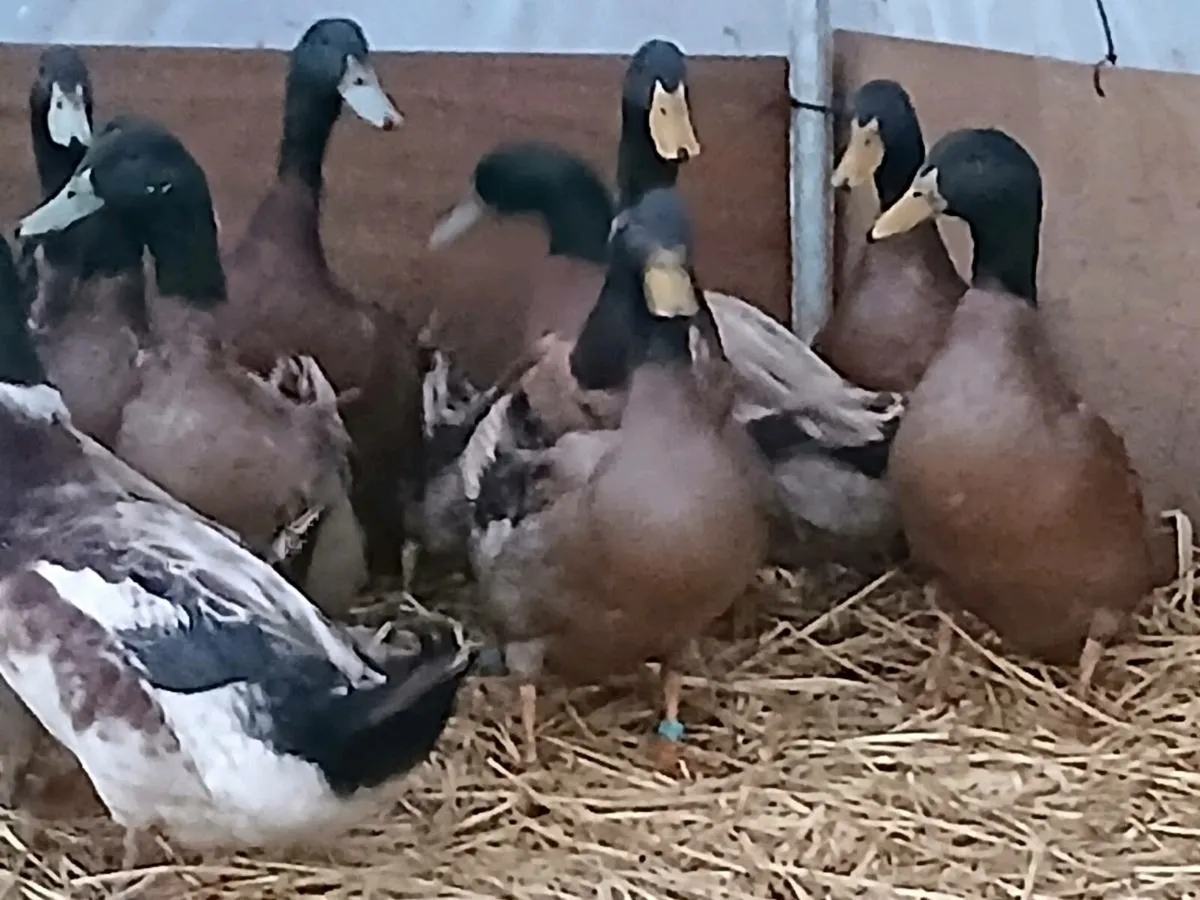 7 Months Old Khaki Campbell Drakes for sale - Image 2