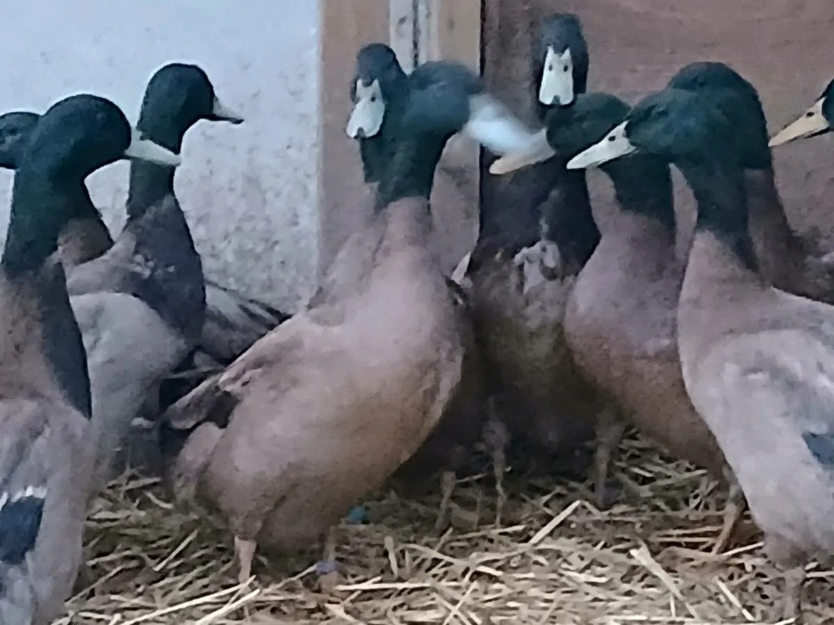 7 Months Old Khaki Campbell Drakes for sale - Image 3