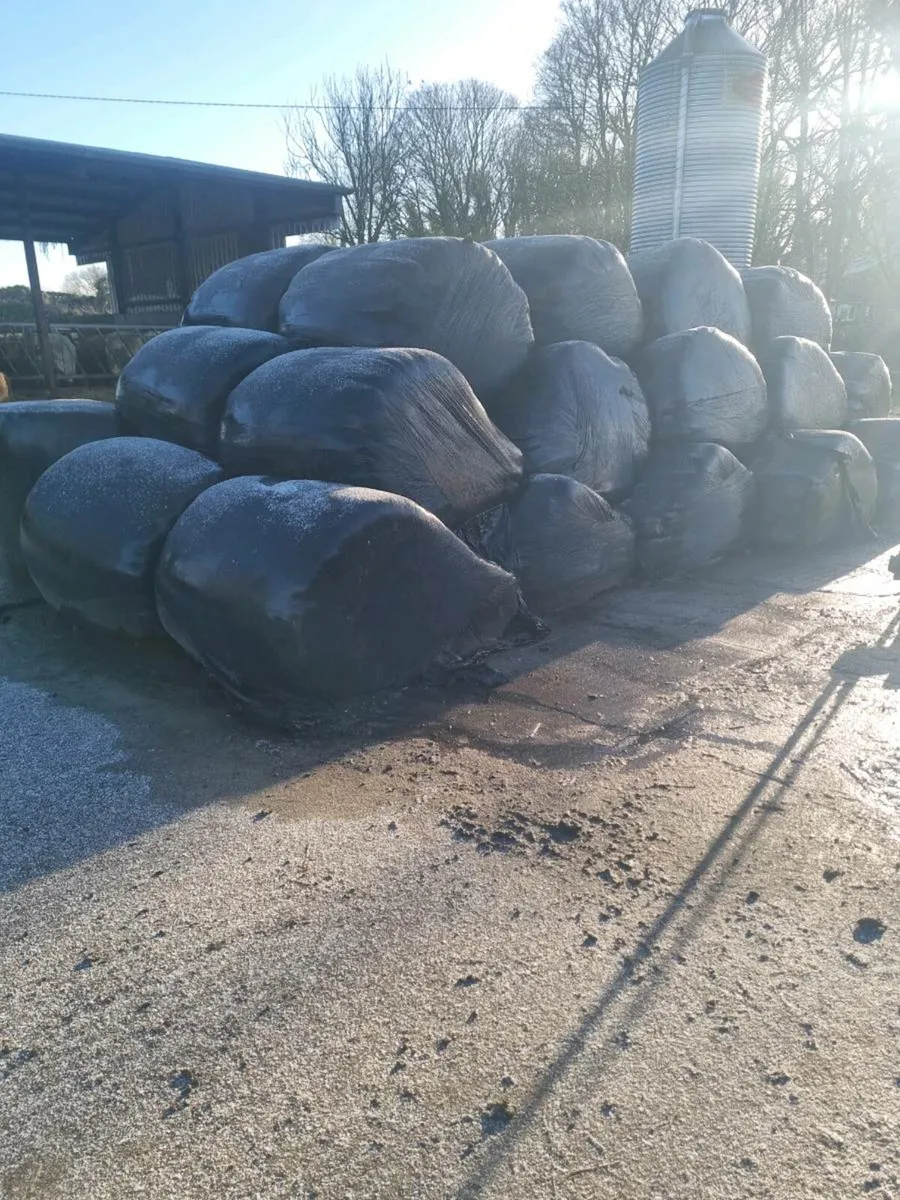 30 silage bales - Image 2